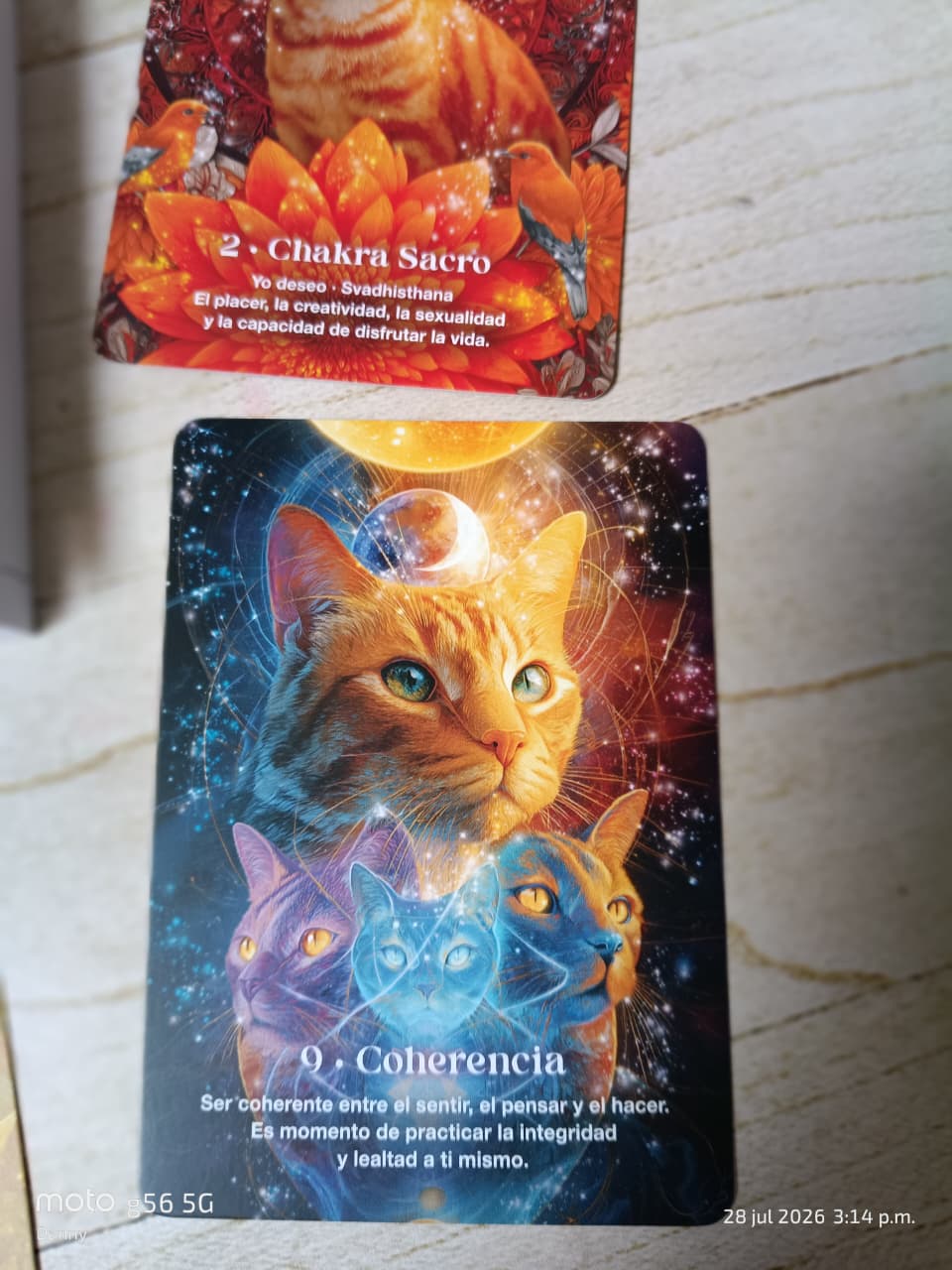 Oraculo Felino