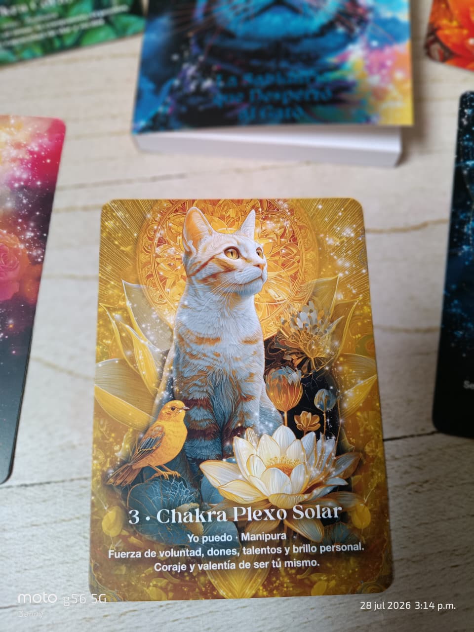 Oraculo Felino